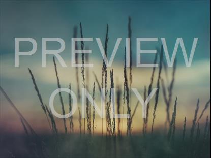 LAST LIGHT WHEAT STILL