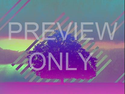 LONELY TREE RAIN STILL