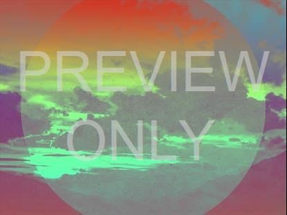 LONELY TREE VISTA BLANK STILL