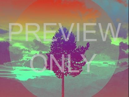 LONELY TREE VISTA STILL