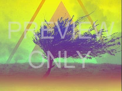 LONELY TREE YELLOW STILL