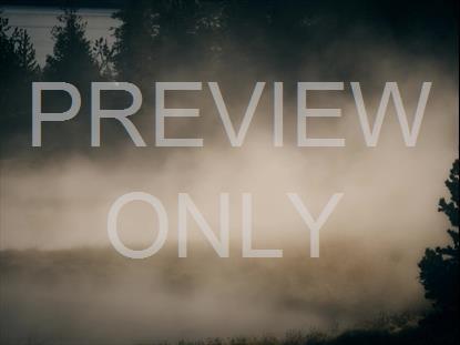 MISTY LENT FOREST STILL