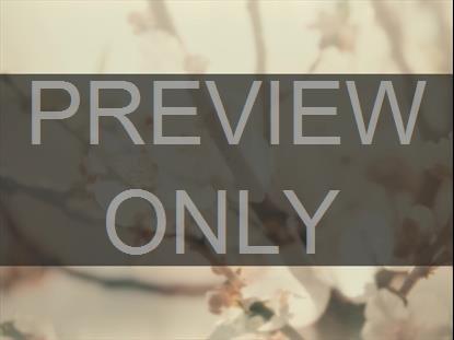 MUTED SPRING BRANCH BOX STILL