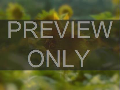 MUTED SPRING SUNFLOWER BOX STILL