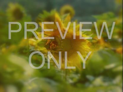 MUTED SPRING SUNFLOWER STILL