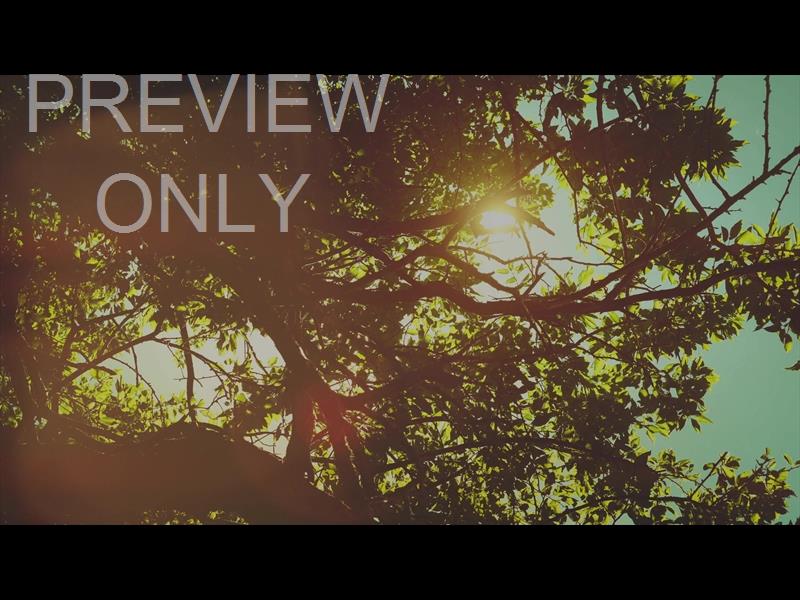 SUMMER BRIGHT BRANCHES STILL