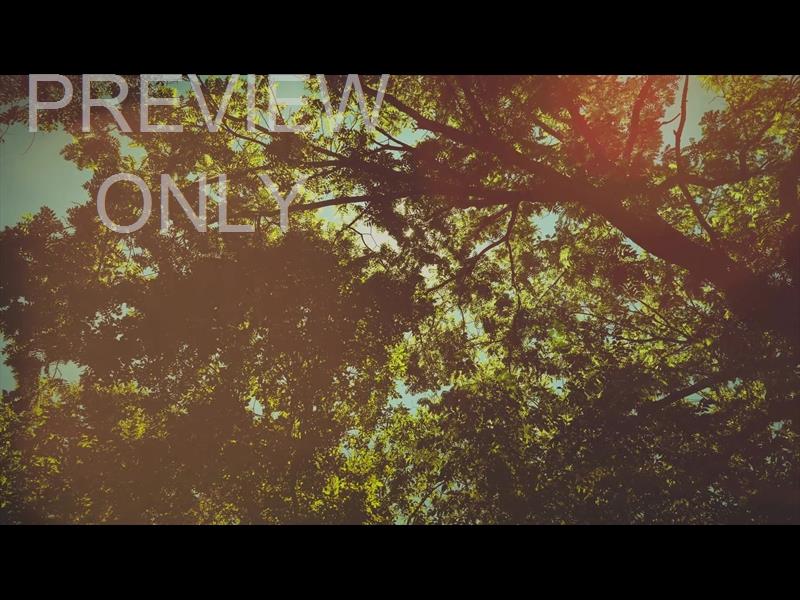 SUMMER BRIGHT CANOPY STILL