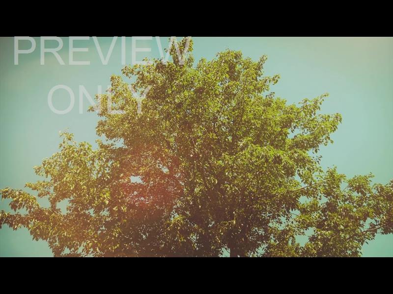 SUMMER BRIGHT SOLITARY STILL