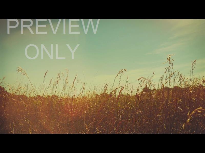 SUMMER BRIGHT VERDANT STILL