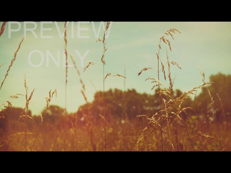 SUMMER BRIGHT WHEAT STILL