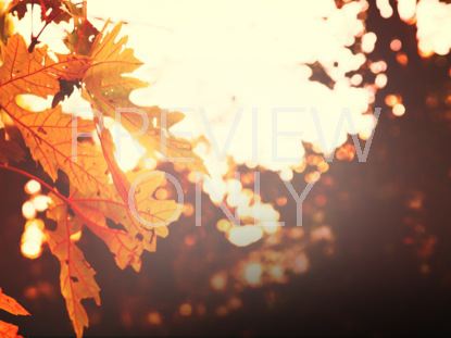 THANKSGIVING LIGHT GOLD STILL