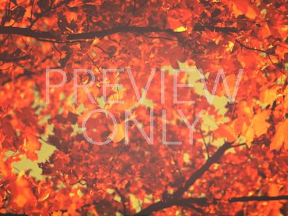 THANKSGIVING LIGHT LEAVES STILL