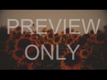 VINTAGE SUNFLOWERS GROUP STILL