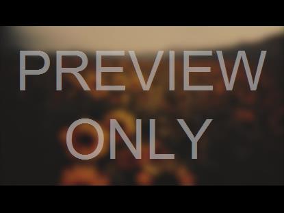 VINTAGE SUNFLOWERS LOW BLUR STILL