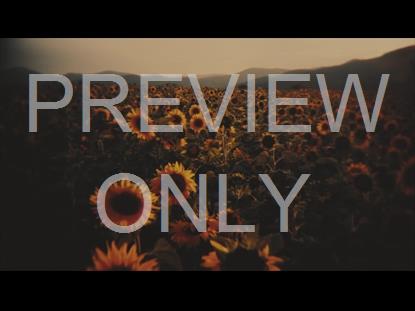 VINTAGE SUNFLOWERS LOW STILL