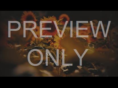 VINTAGE SUNFLOWERS STALKS STILL