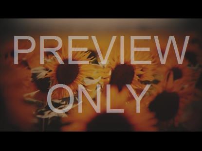 VINTAGE SUNFLOWERS WARM STILL