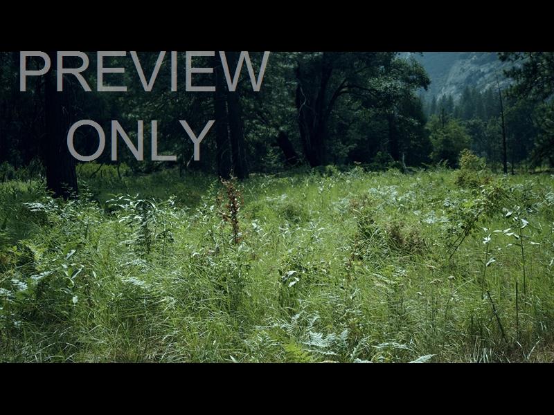 YOSEMITE MEADOWS STILL - 09