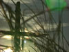 CROSS AND SUN