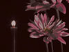 PINK FLOWER CANDLE