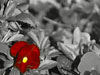 RED FLOWER